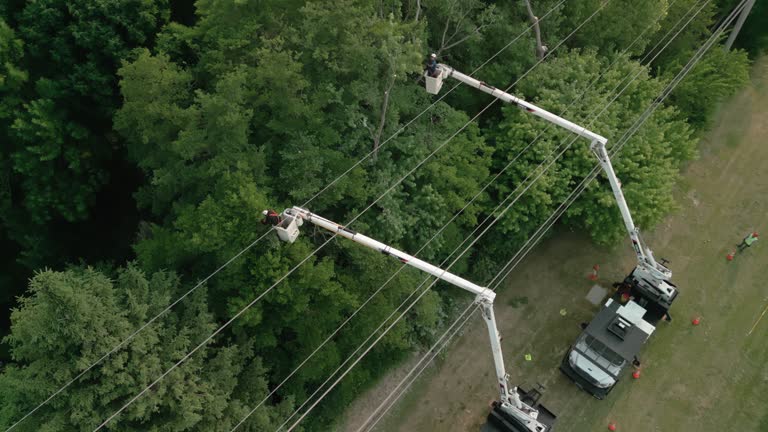 How Our Tree Care Process Works  in  Elkhorn, CA